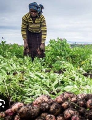 Angola recebe proposta de US$ 120 milhões para parceria agrícola