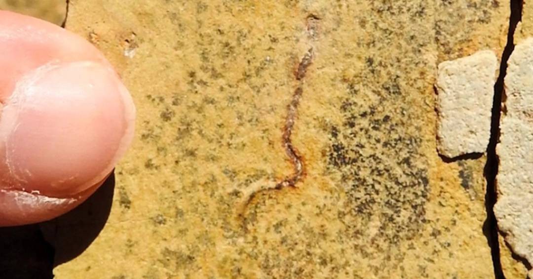 Fósseis de 544 milhões de anos: o que parecia animal era afinal bactéria e alga