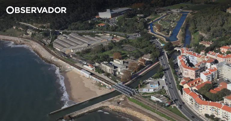 Portugal: abate de árvores na foz do Jamor levanta alertas de contaminação e soberania ambiental